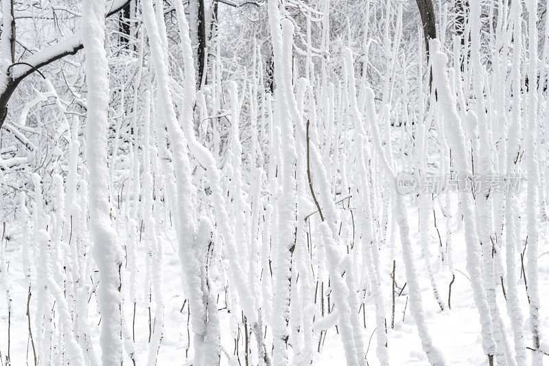 冬天的森林里下雪了