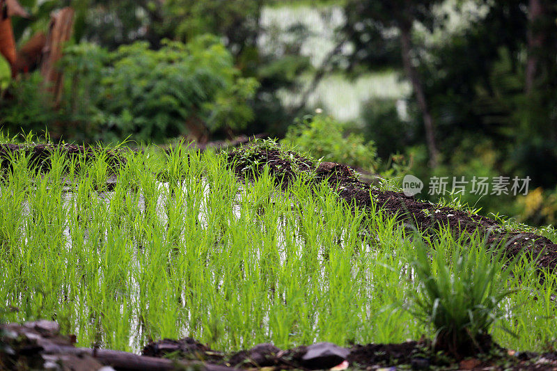 印度尼西亚:弗洛雷斯的稻田