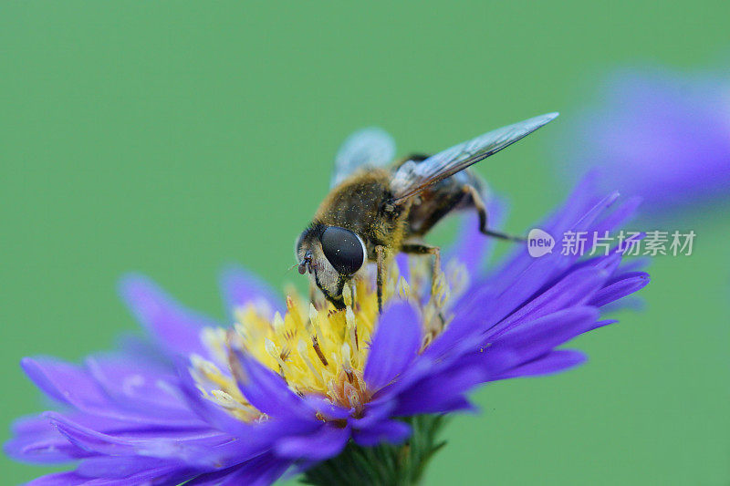 粪蜂在紫花菊上