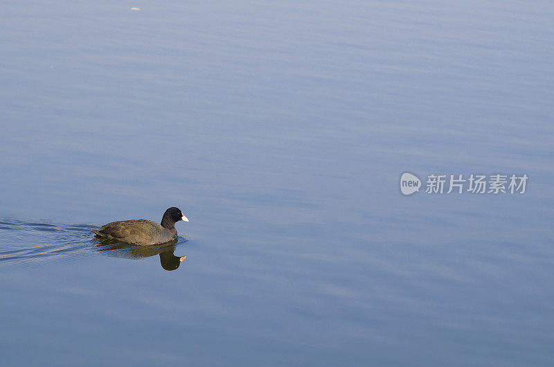 蒂尔鸟游泳