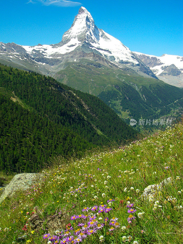 马特洪峰和阿尔卑斯草甸瑞士阿尔卑斯山