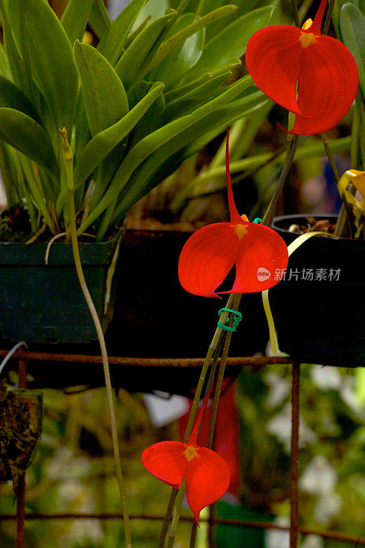奇异的猩红色兰花。