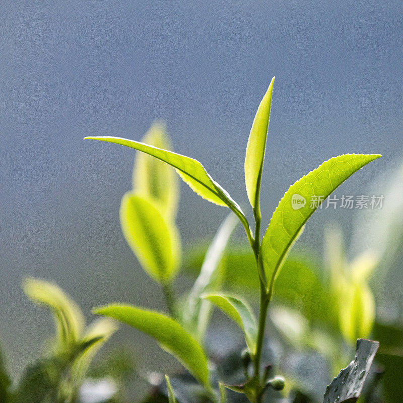 近距离观察印度芒纳种植园的茶叶