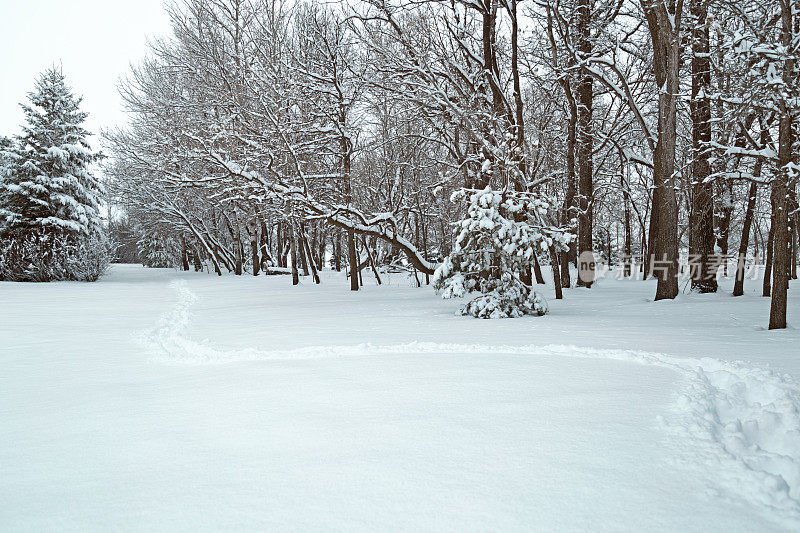 明尼苏达州冬天雪地里的小路