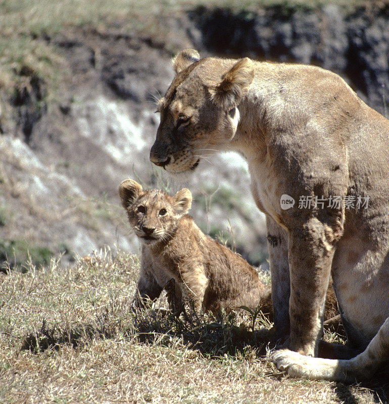 母狮和一只幼崽