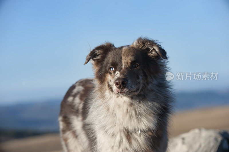 自然界中的澳大利亚牧羊犬