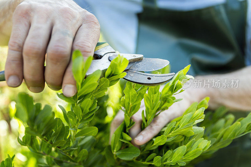 男子修剪院子里的植物的特写