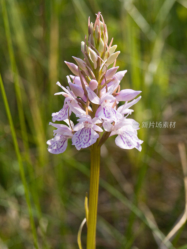 希斯发现兰花