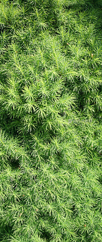 新鲜绿色植物的全帧拍摄