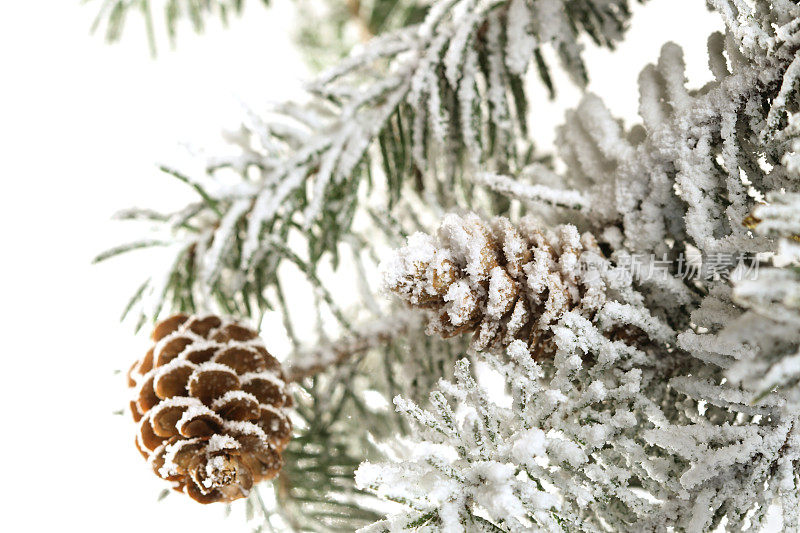 雪白的圣诞树枝与锥形在白色