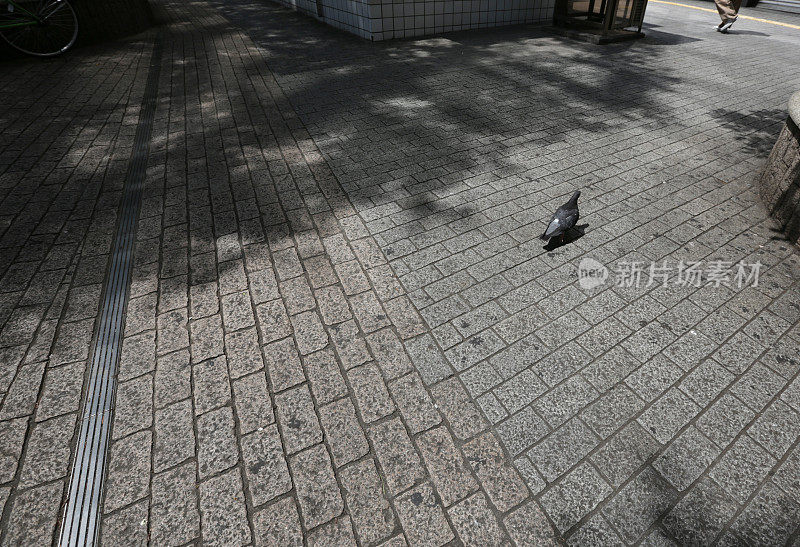 东京涩谷区的人行道上的鸽子，春天的下午