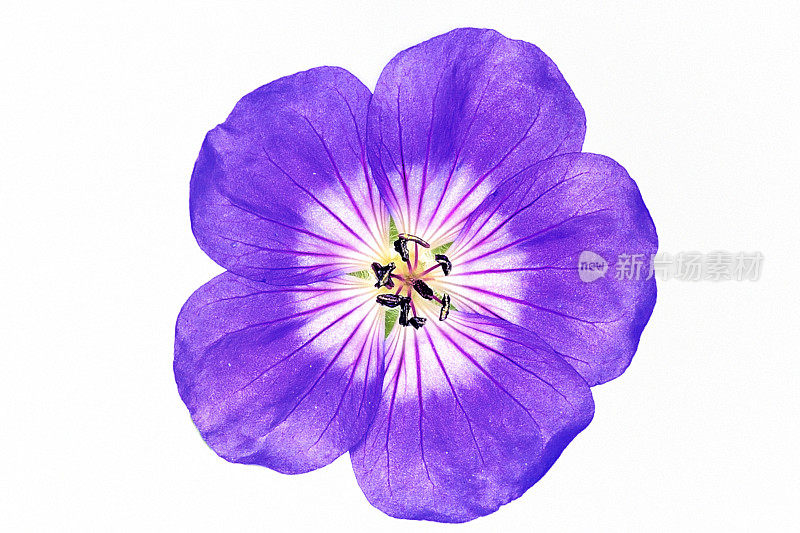 亚麻属植物紫色的花