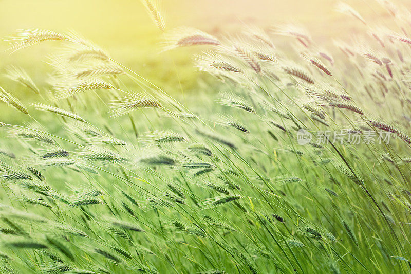 野草背景