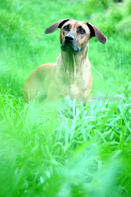 美丽的罗得西亚脊背犬