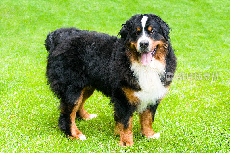 伯尔尼山地犬如何站在草地上