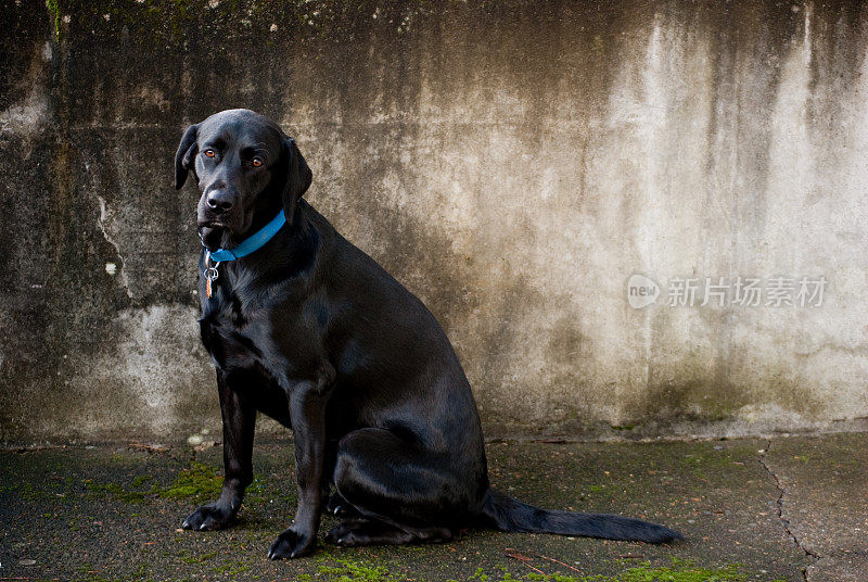 黑色的拉布拉多寻回犬