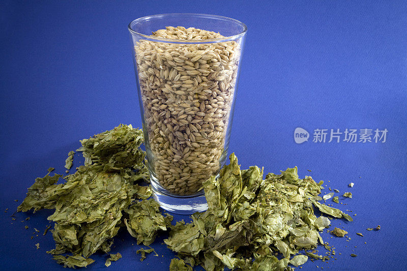 用来酿造啤酒的大麦和啤酒花。