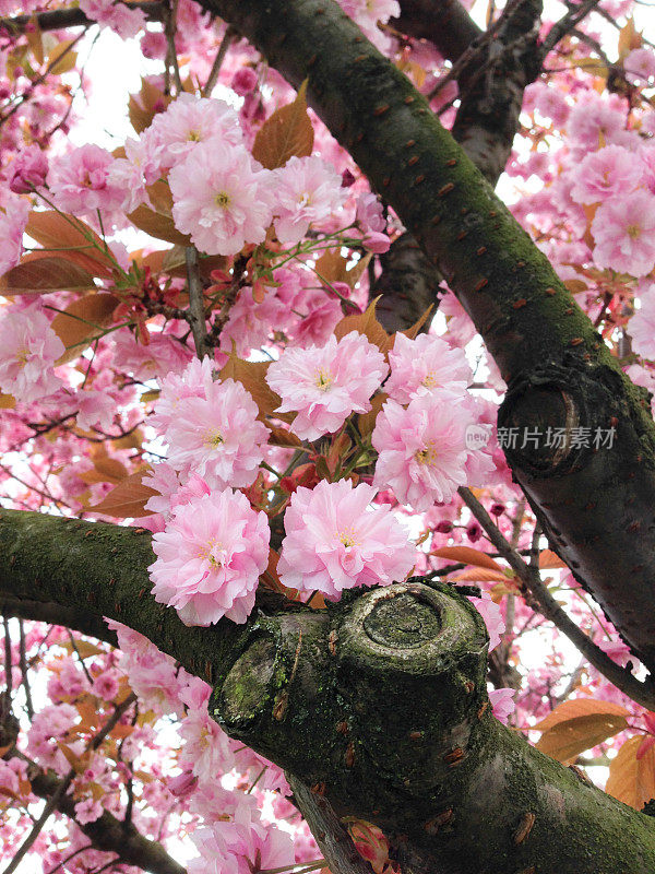 樱桃种花