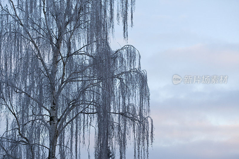 清晨天空下的冬桦树