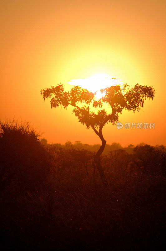非洲赞比亚的日落