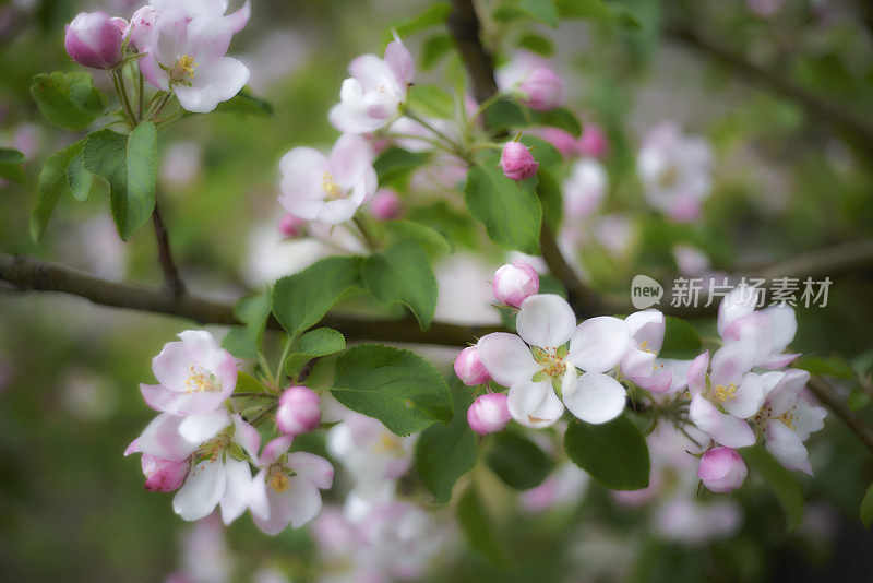 美丽的春天的花-苹果树开花