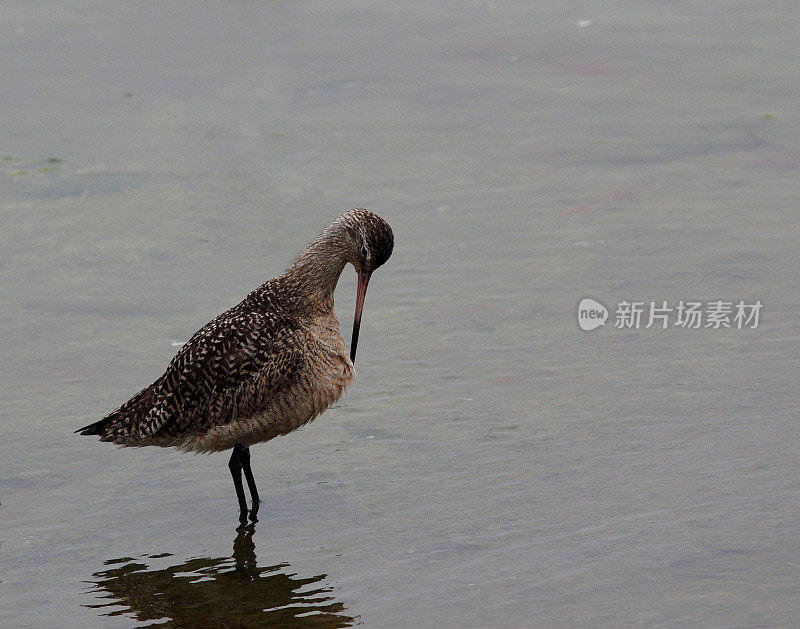 在水面下敏锐观察的棕色海岸鸟