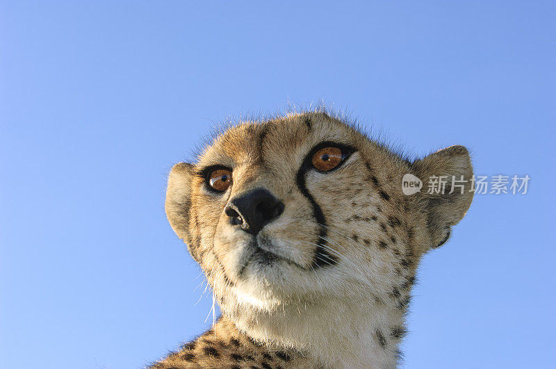 野生猎豹坐在Safari车顶的特写