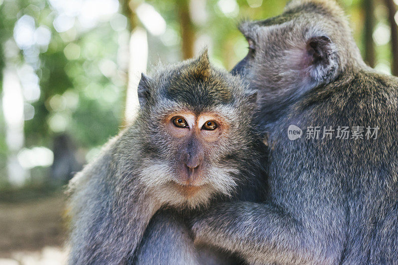 两只灰色猕猴紧靠坐在一起