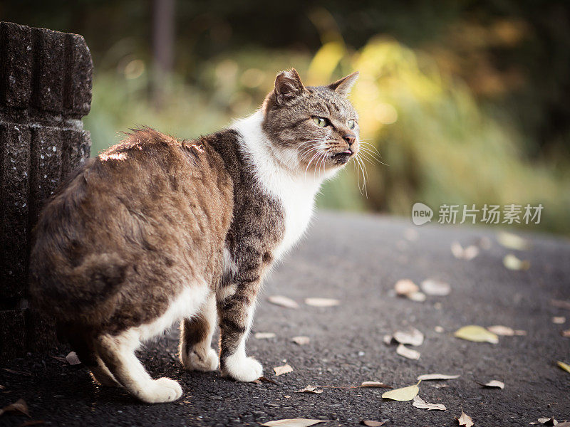 只流浪猫