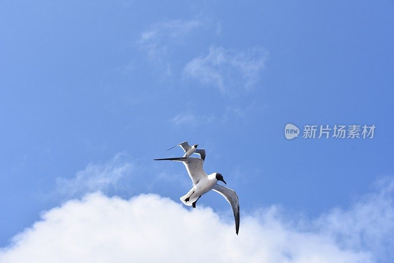 鸟从海上飞过