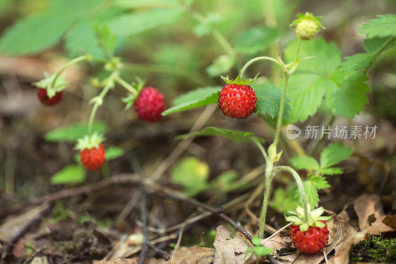 森林里的野草莓