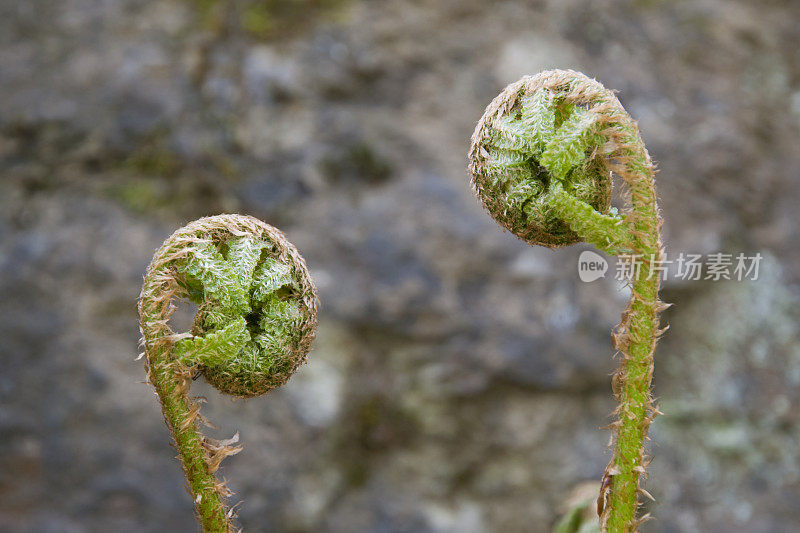 蕨类植物