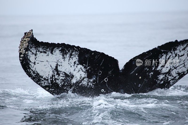 美国加州蒙特雷的座头鲸