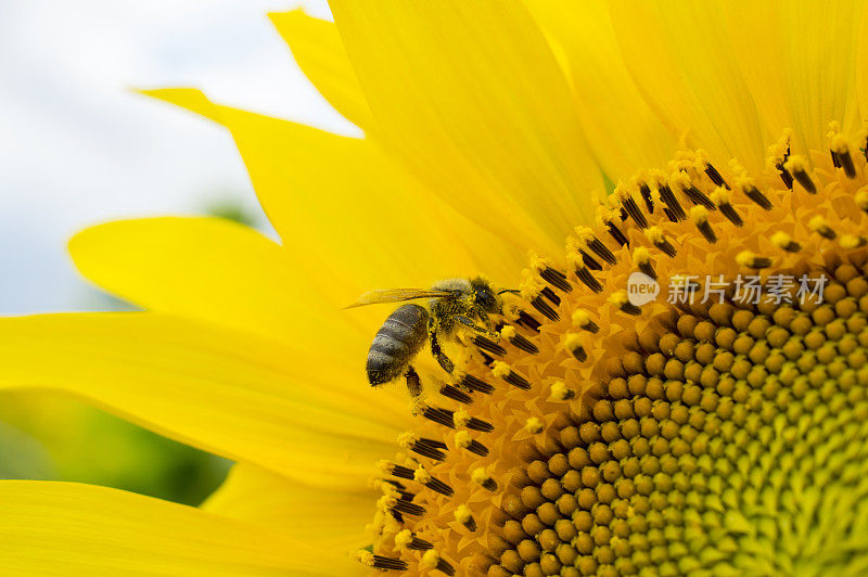 蜜蜂在向日葵