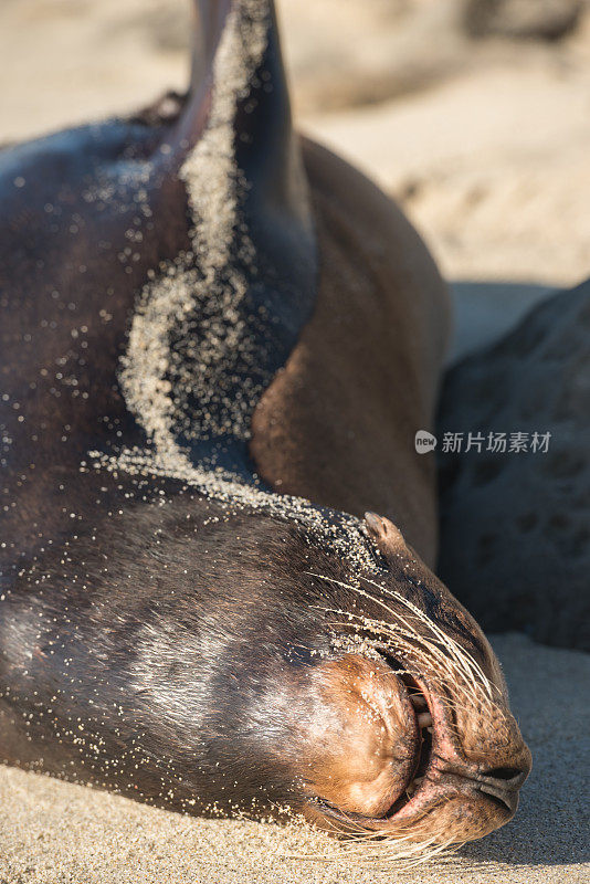 圣地亚哥海狮