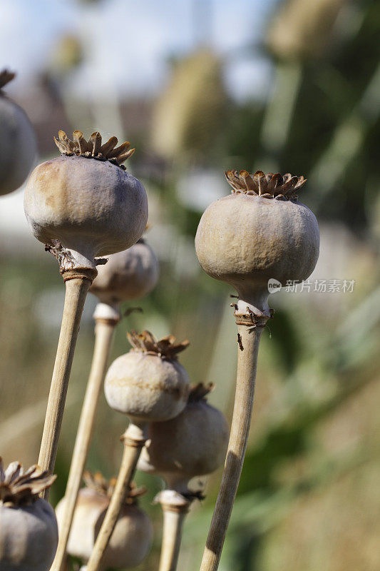 种子豆荚罂粟罂粟罂粟