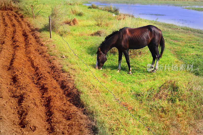 马在大自然中吃草