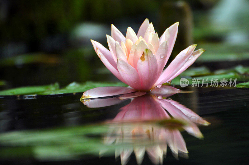 睡莲花开花