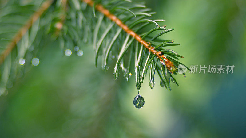 雨滴从树叶上落下