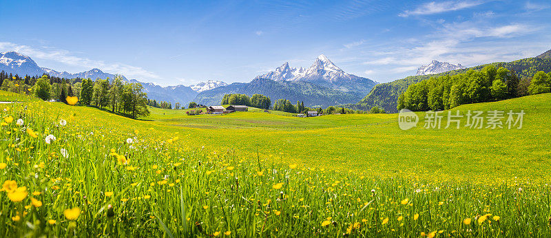 阿尔卑斯山上的田园诗般的景色，夏天草地开花