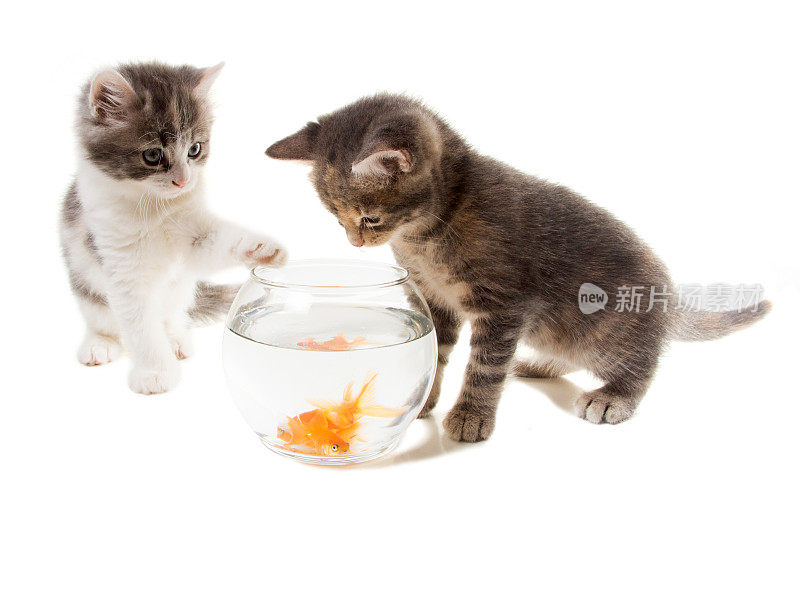 两只小猫和一个养金鱼的圆形鱼缸