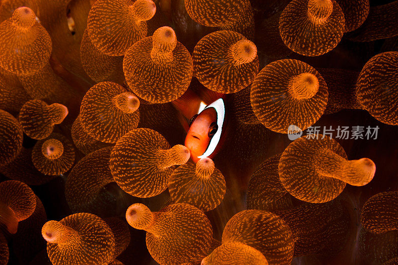 克拉克海葵鱼在橙色球茎海葵