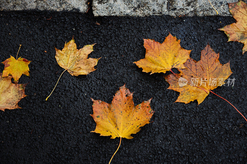 沥青混凝土路面上的秋叶