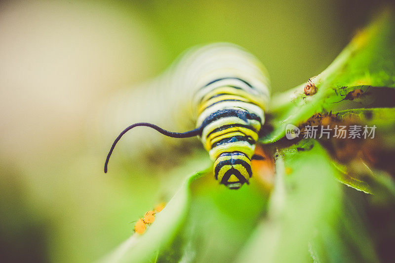 黑脉金斑蝶卡特彼勒