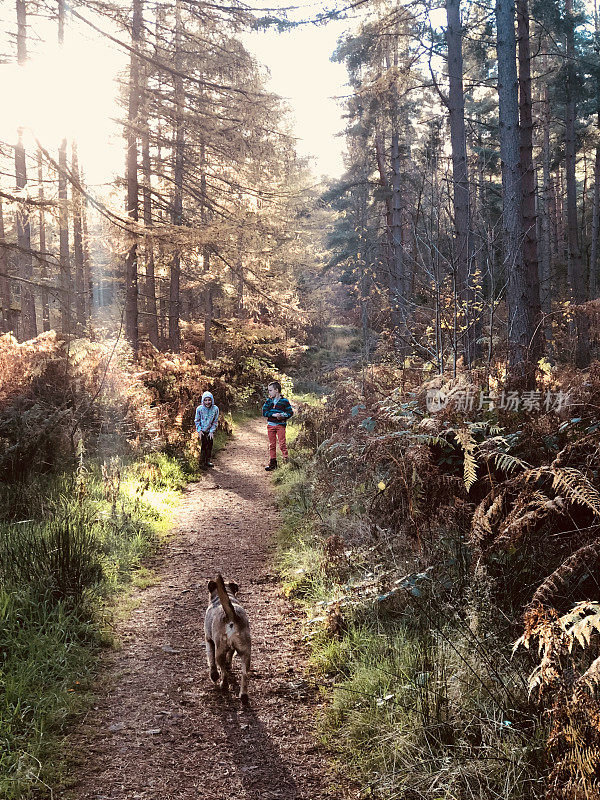 两个孩子和一只狗在森林里玩耍