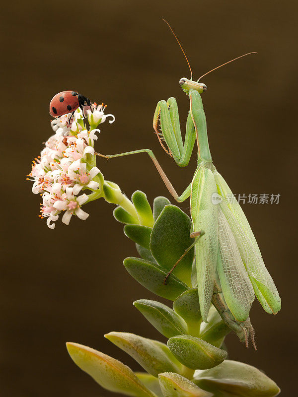 螳螂和瓢虫在开花植物上相遇