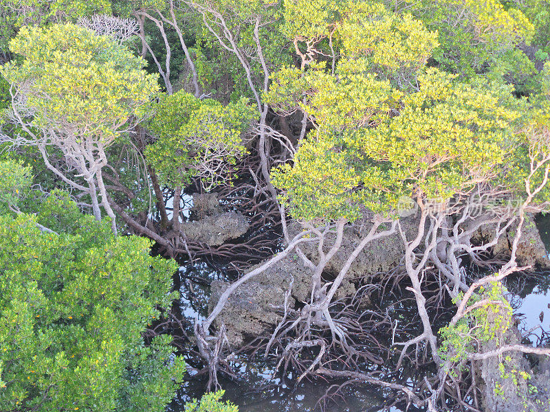 阿波礁的百年老红树林。