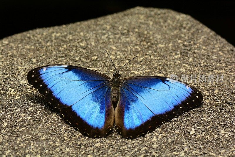 漂亮的蓝色大闪蝶