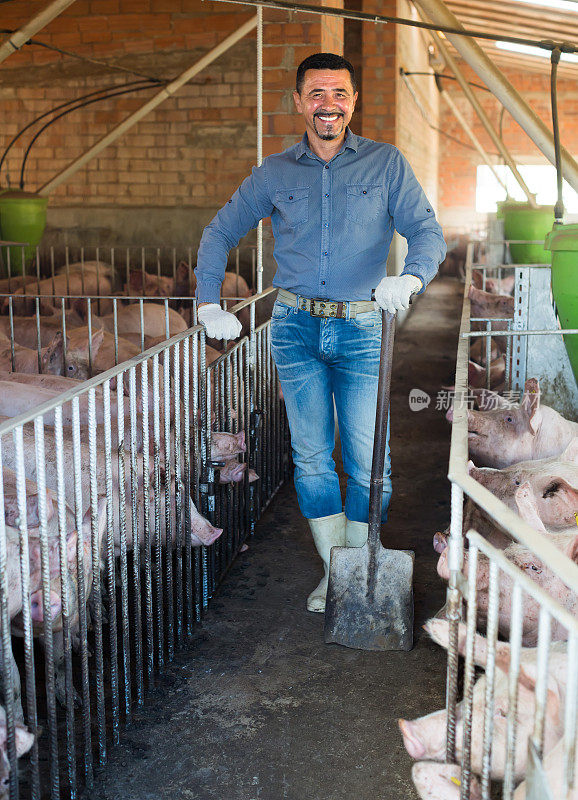 成熟的农民在机库里养猪