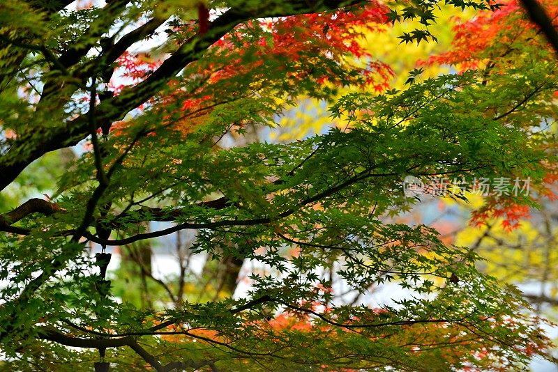 日本富士五湖地区的秋叶